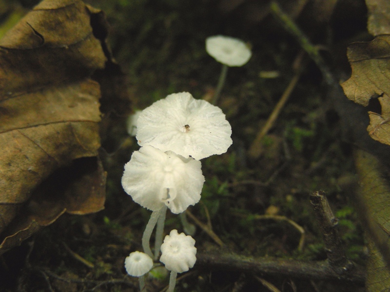 Sempre Marasmius